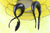 Bone Tail Hanger Plugs - Detail